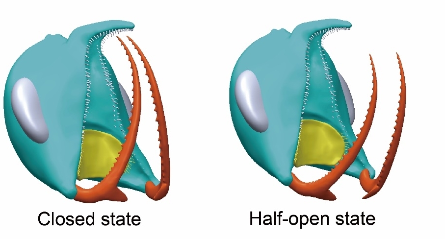 ���޼�׵������˶��ؽ�ȡ���½�չ