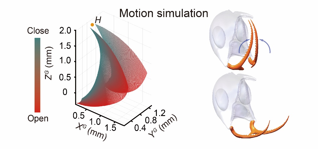 ���޼�׵������˶��ؽ�ȡ���½�չ