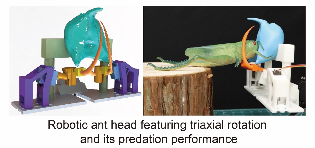 ���޼�׵������˶��ؽ�ȡ���½�չ