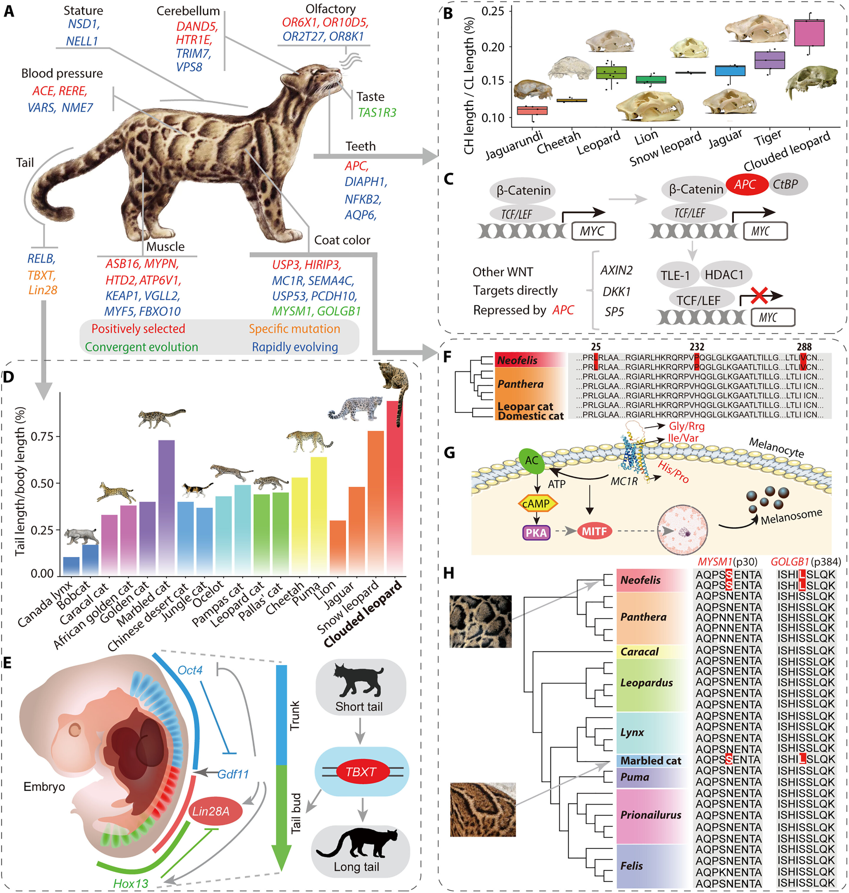 �����鶴���ʾ�Ʊ��Ľ���ʷ��Ϊ�����ṩ��Ϣ