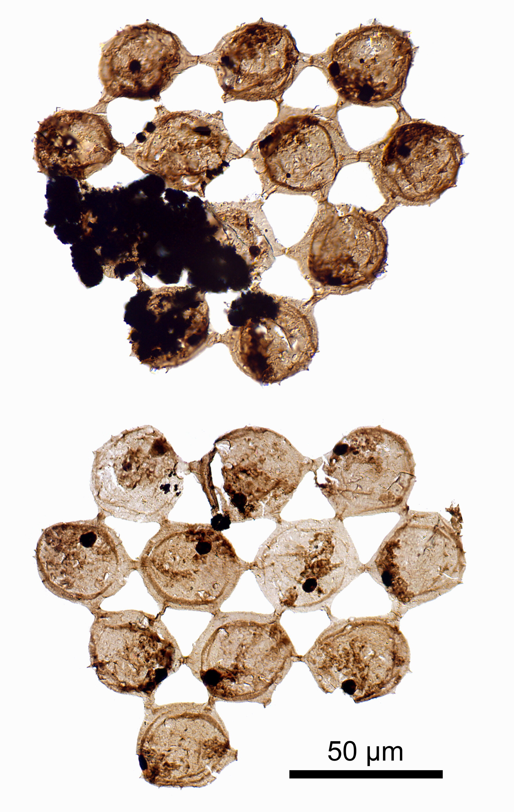 奇异的新化石揭示了古代浮游生物