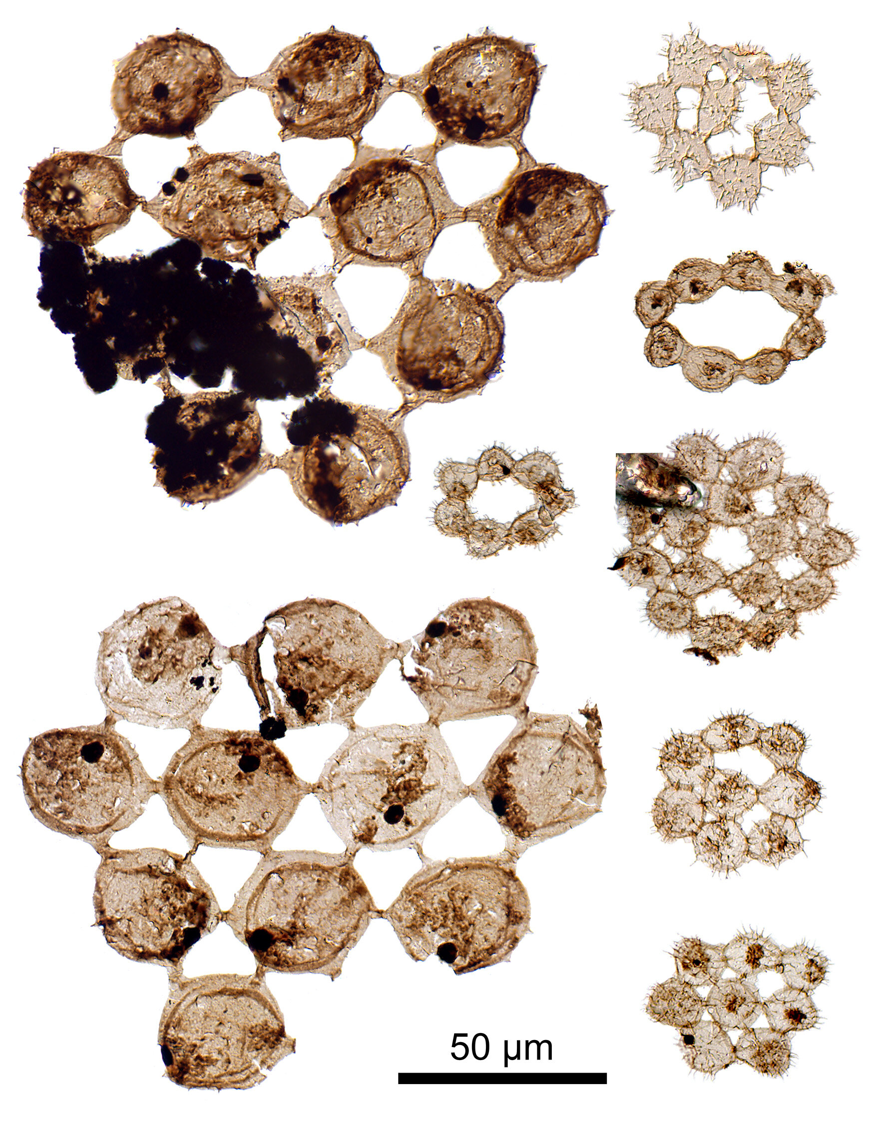 奇异的新化石揭示了古代浮游生物