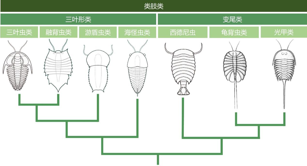 云南曲靖地区发现寒武纪澄江动物群节肢动物新属种