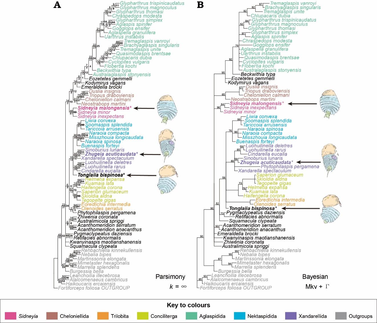 云南曲靖地区发现寒武纪澄江动物群节肢动物新属种
