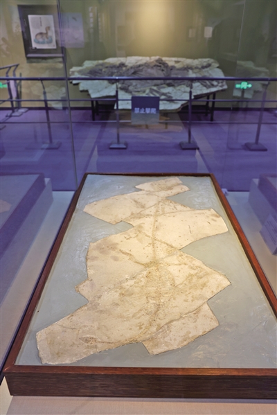 “远古热河——中生代重要化石发现特展”在国家自然博物馆开幕