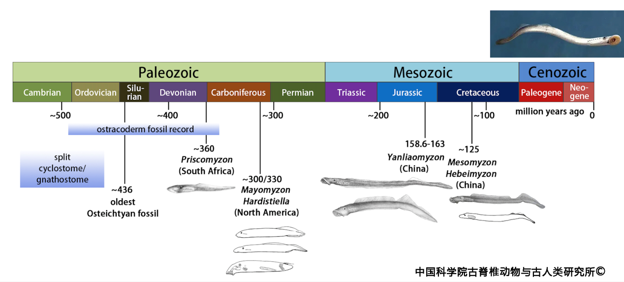燕辽生物群发现七鳃鳗的侏罗纪食肉祖先
