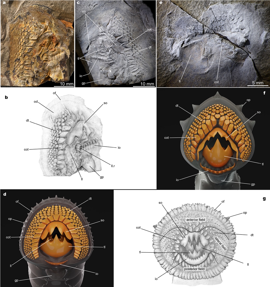 燕辽生物群发现七鳃鳗的侏罗纪食肉祖先