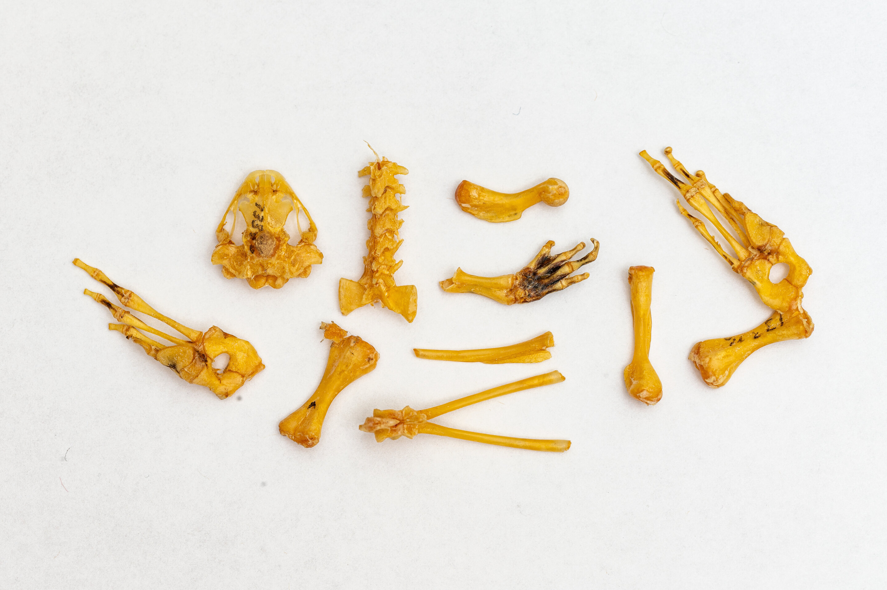 化石研究显示,青蛙是佛罗里达已知的第一种来自加勒比海的脊椎动物