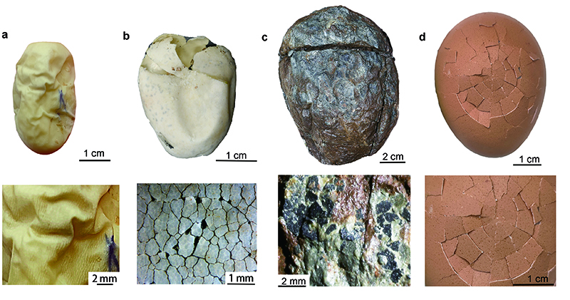 贵州早侏罗世特异埋藏恐龙化石揭密最早的恐龙蛋为革质蛋