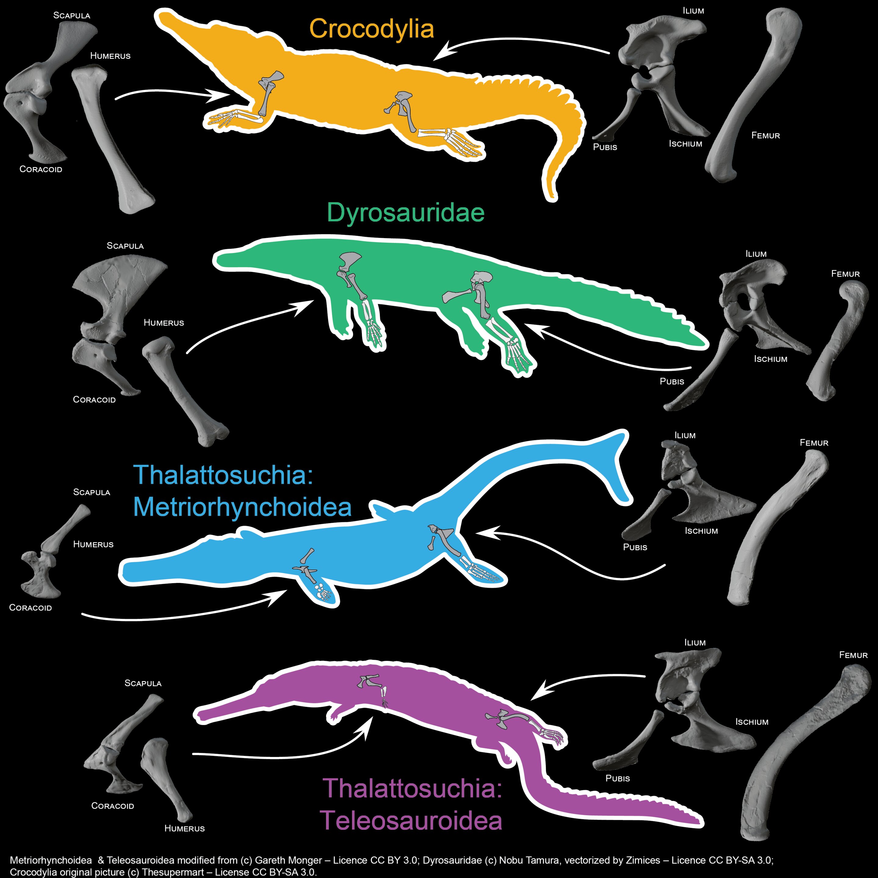 追踪水生鳄鱼的多重进化轨迹