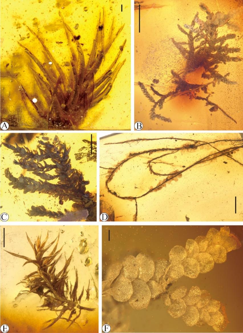 福建漳浦发现1500万年前琥珀中的苔藓植物
