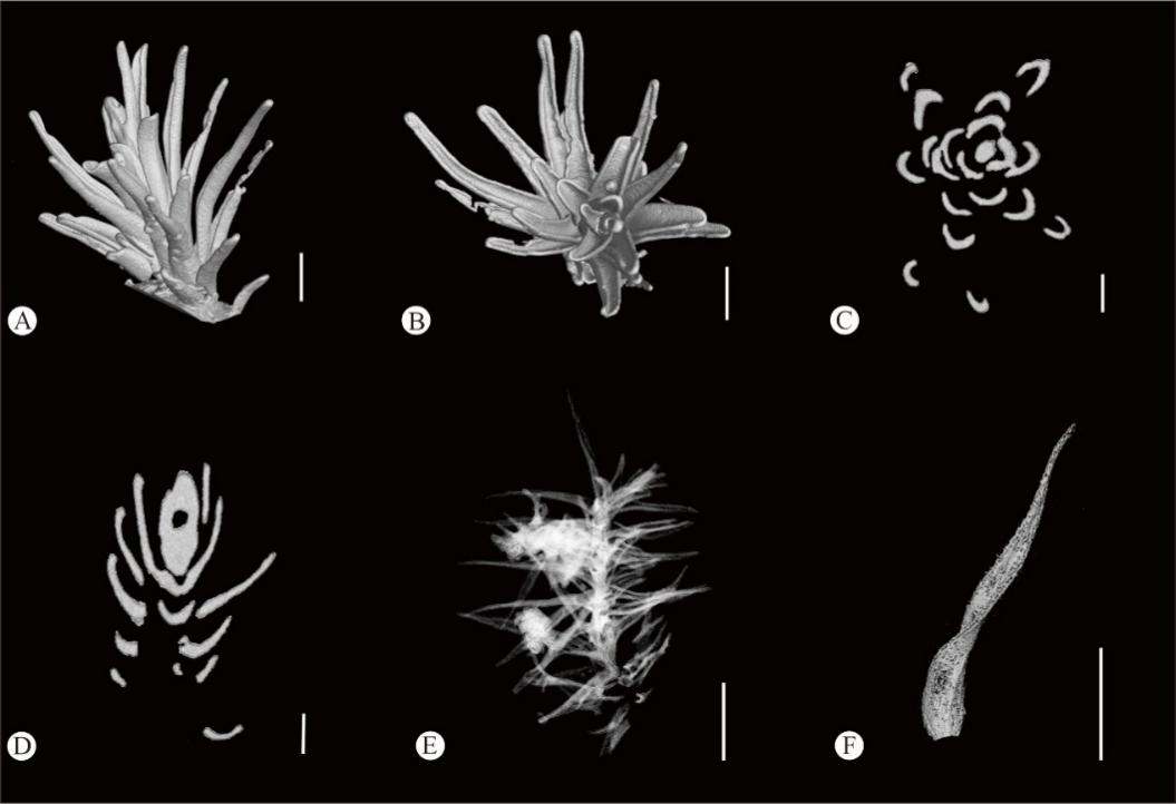 福建漳浦发现1500万年前琥珀中的苔藓植物