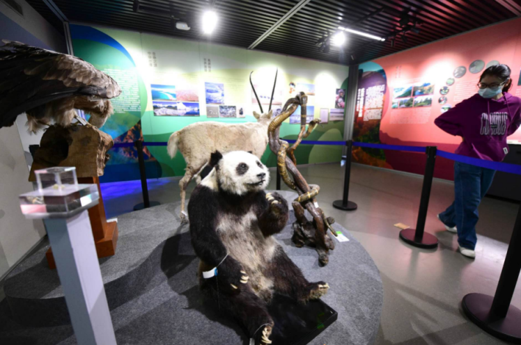 ��������ǰһ�����ݻ�ʯ����ʾ����è���ȿ��ܲ������ء�