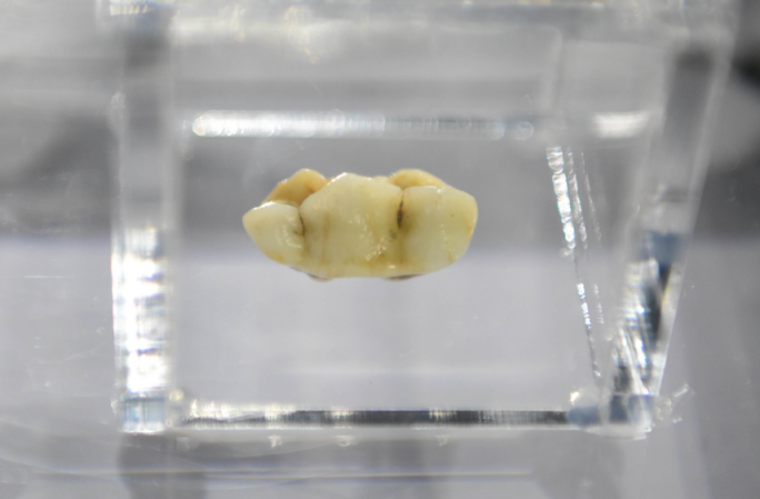 ��������ǰһ�����ݻ�ʯ����ʾ����è���ȿ��ܲ������ء�