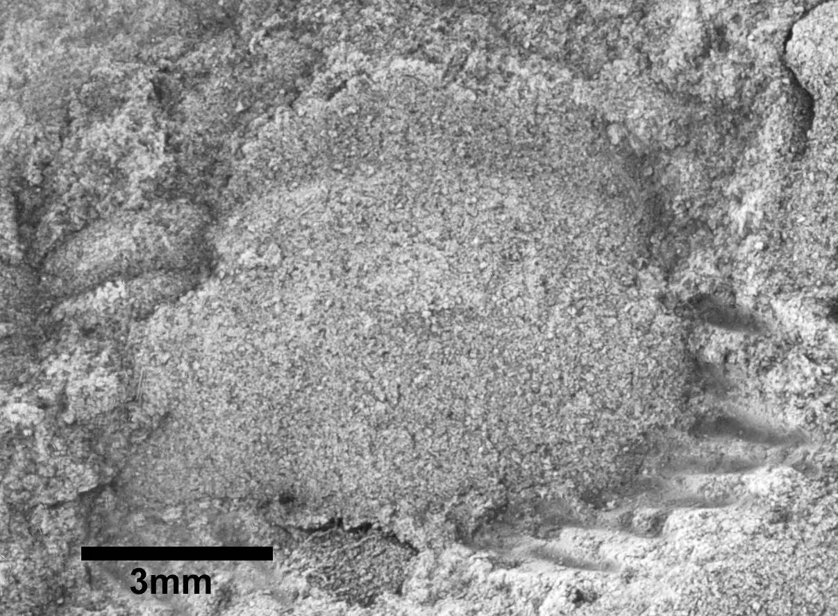 新的三叶虫物种揭示了古代冈瓦纳超级大陆的秘密