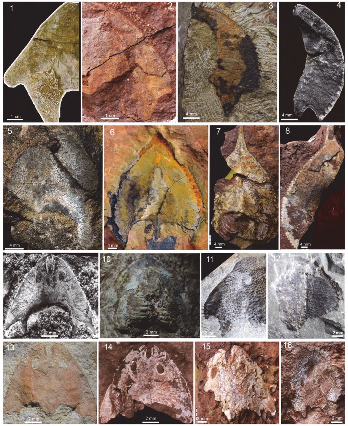 й־ϵоһ꣺־ϵּԱ½չ