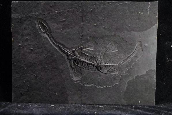 ���Ϲ�������ʯ�ݿ�չ��ʿ�����ѧ�