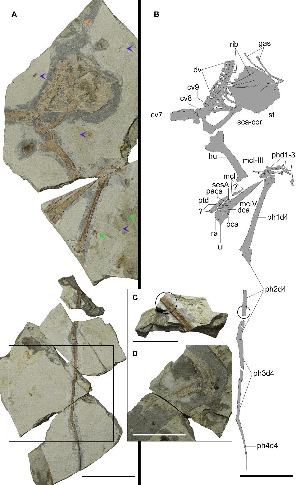 ��������ͨ�������Ⱥ�����Ⱥһ�����֡�����������Ǳں�ȱ仯���¹۵�