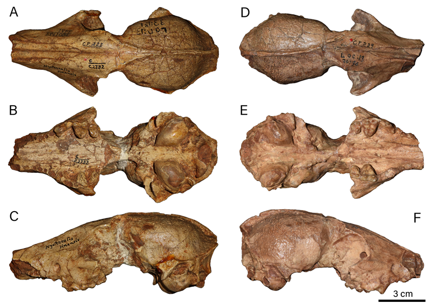 ���Ա����ܿڵ�����Ϻѣ�һ�����ڱ����ӵĶ�����ʯ��Ⱥ