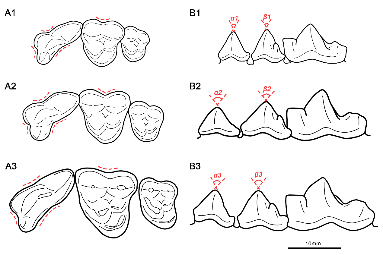 ���Ա����ܿڵ�����Ϻѣ�һ�����ڱ����ӵĶ�����ʯ��Ⱥ