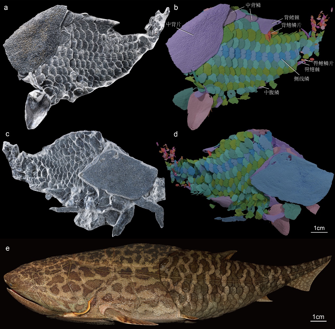 初始全颌鱼新材料揭示硬骨鱼式鳞片的起源