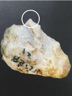 古人类3万年前就会制作和使用“钻头”