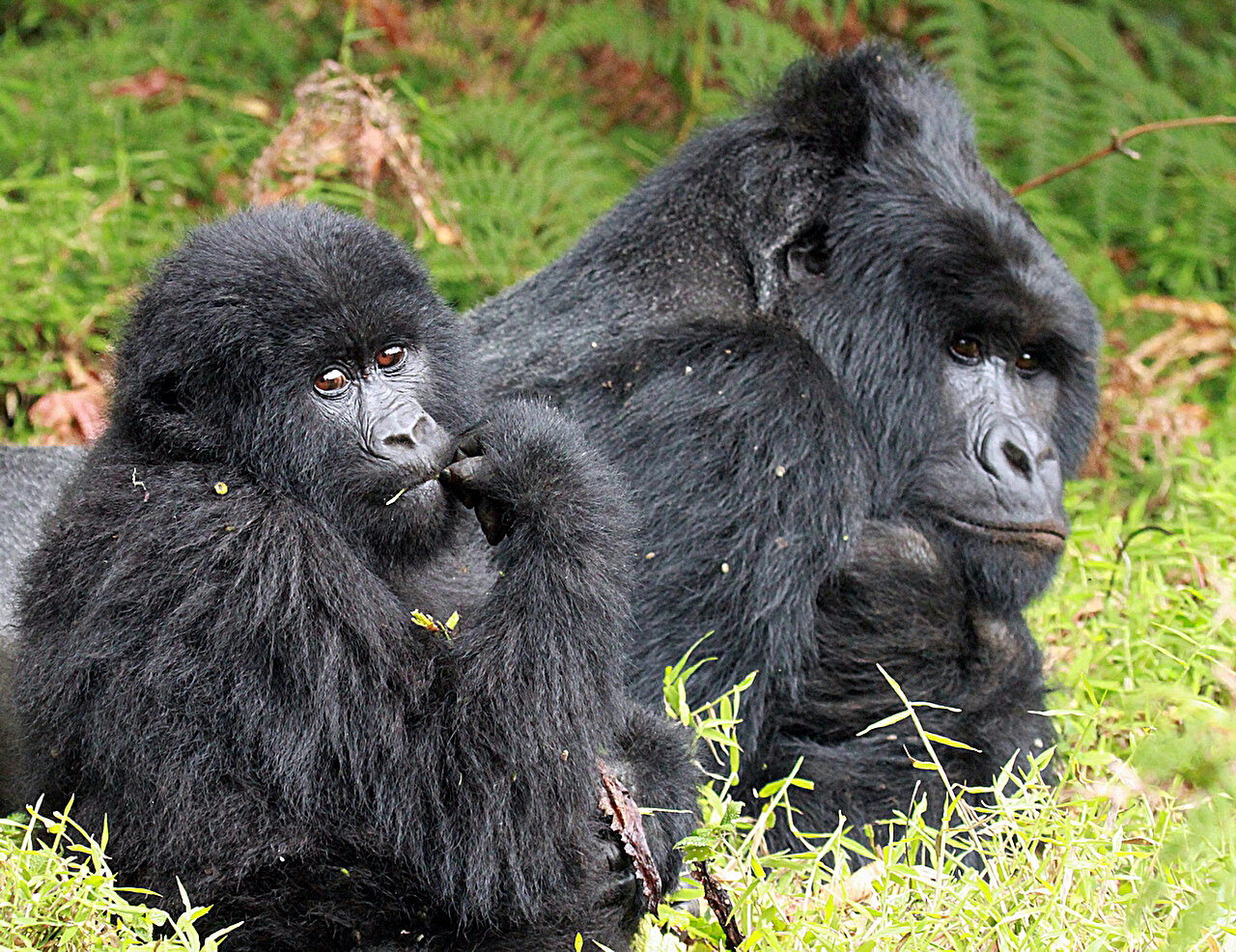 �о�����������������������˾��Ͳ��鶯���˥��