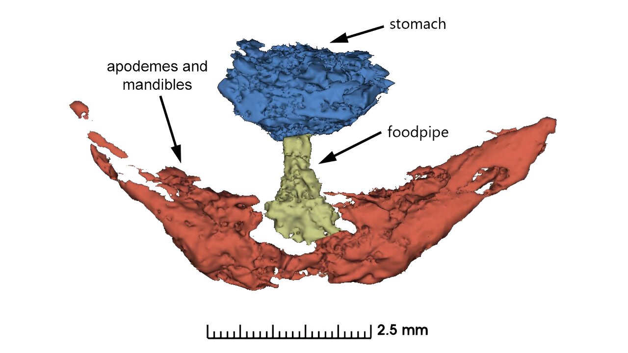 ������ѧ�����з��ʯ�з��ֺ���������֯