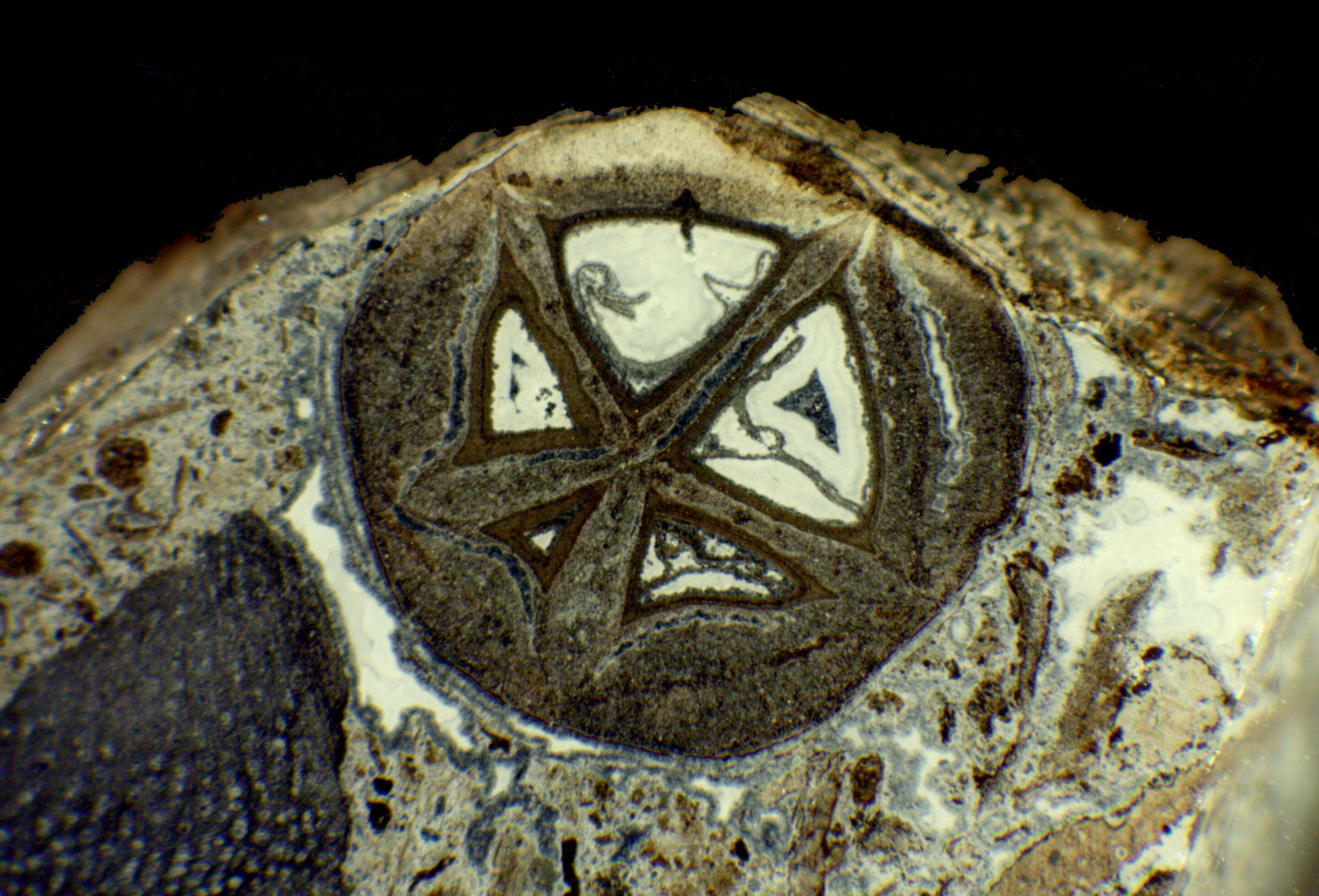 ���صĹ�ʵ�������������ûҩ������֪����ϵĻ�ʯ