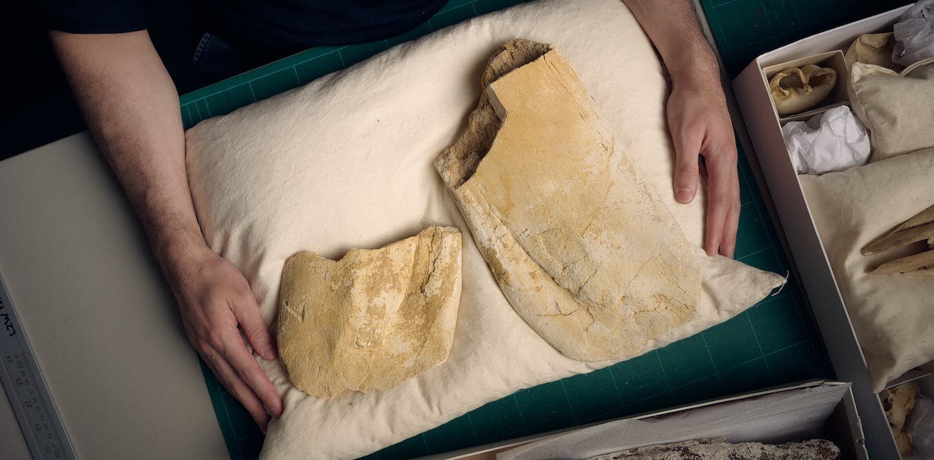 一个1900万年前的颚骨化石暗示了最大的鲸鱼首先在意想不到的地方进化