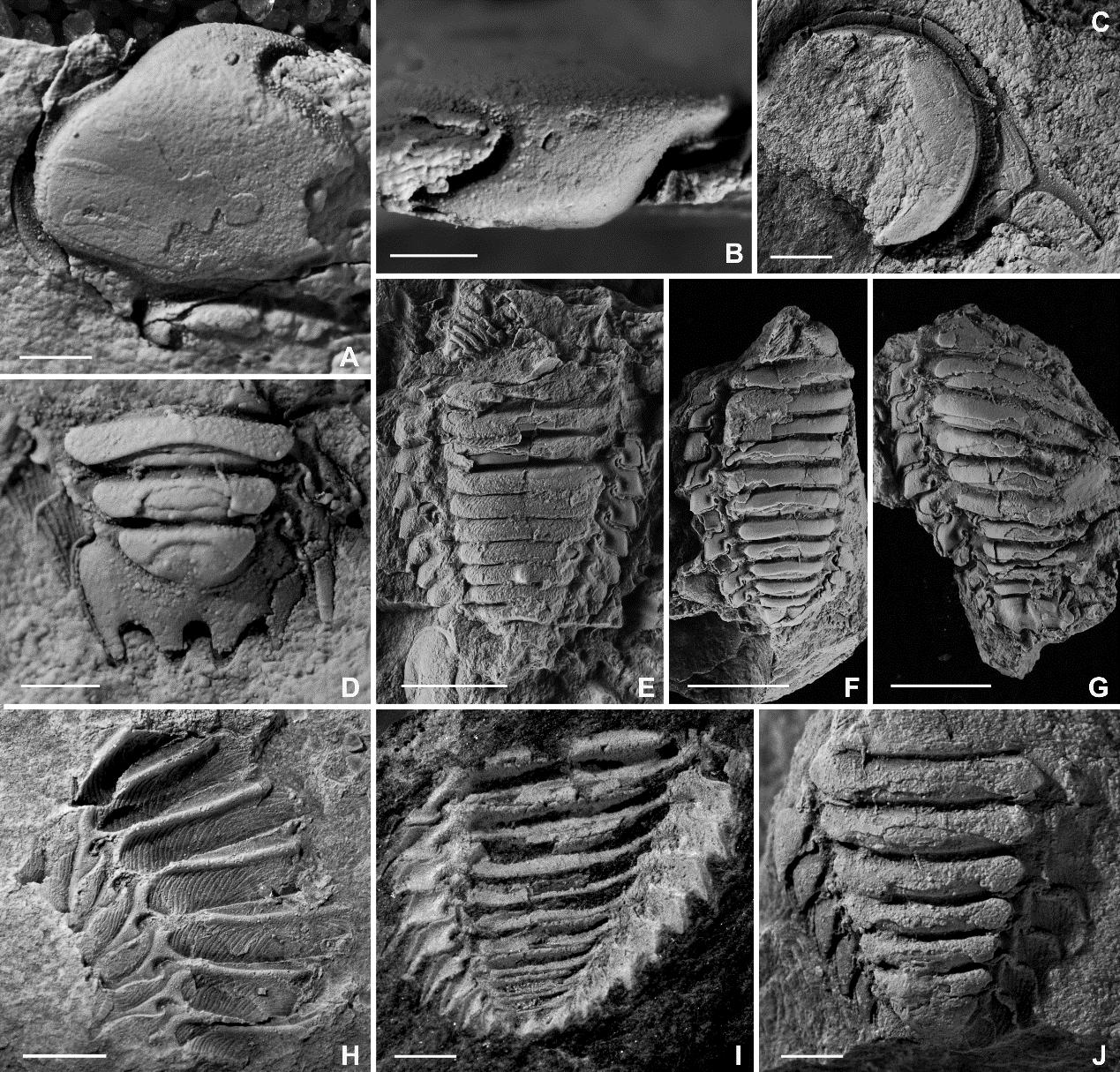 ����ɽ����������������Ҷ����ԭ����˹�ൺ��Ĺŵ����ؽ�