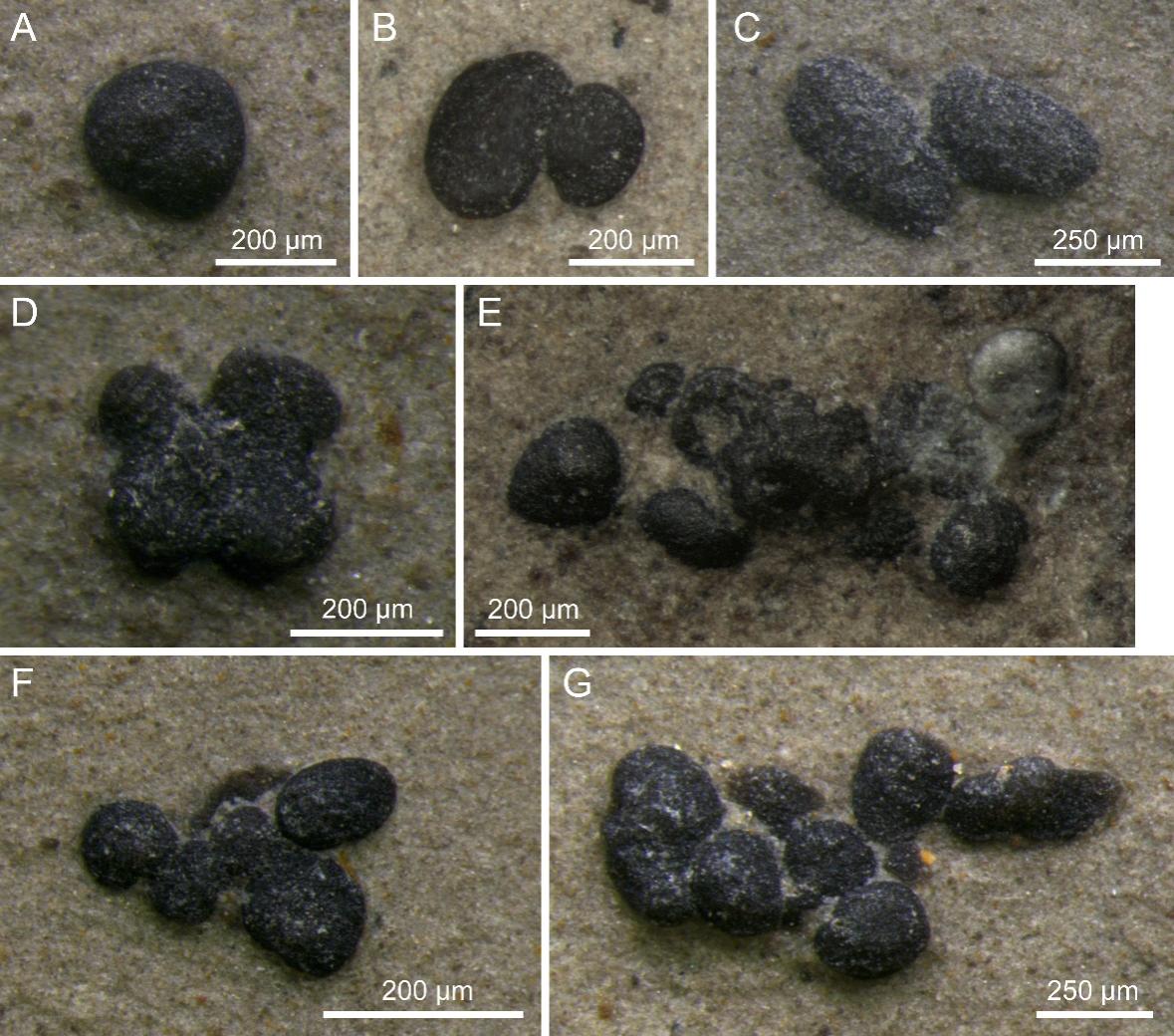 ໯ʯ²ϽʾƽȺ̬ϵײṹ