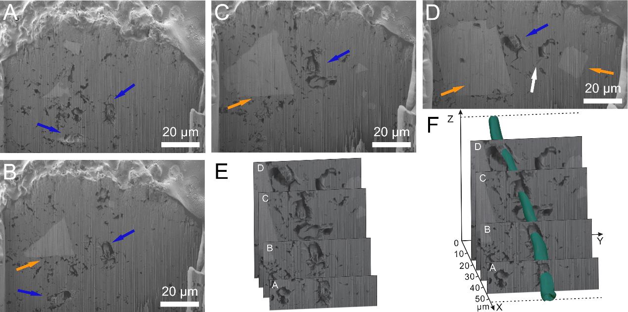 ໯ʯ²ϽʾƽȺ̬ϵײṹ