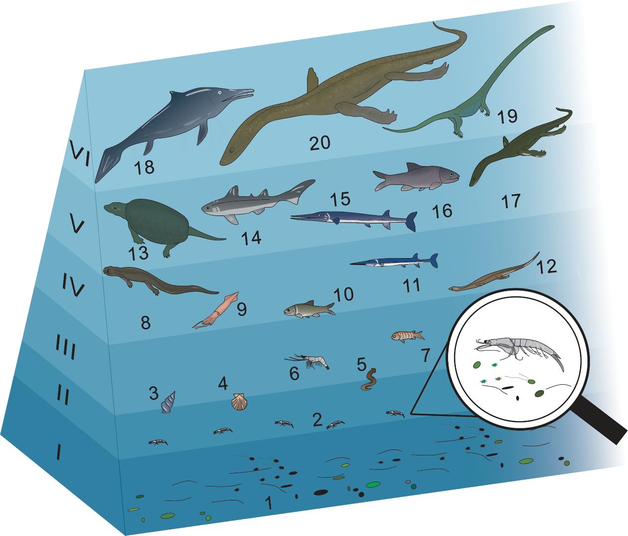 ໯ʯ²ϽʾƽȺ̬ϵײṹ