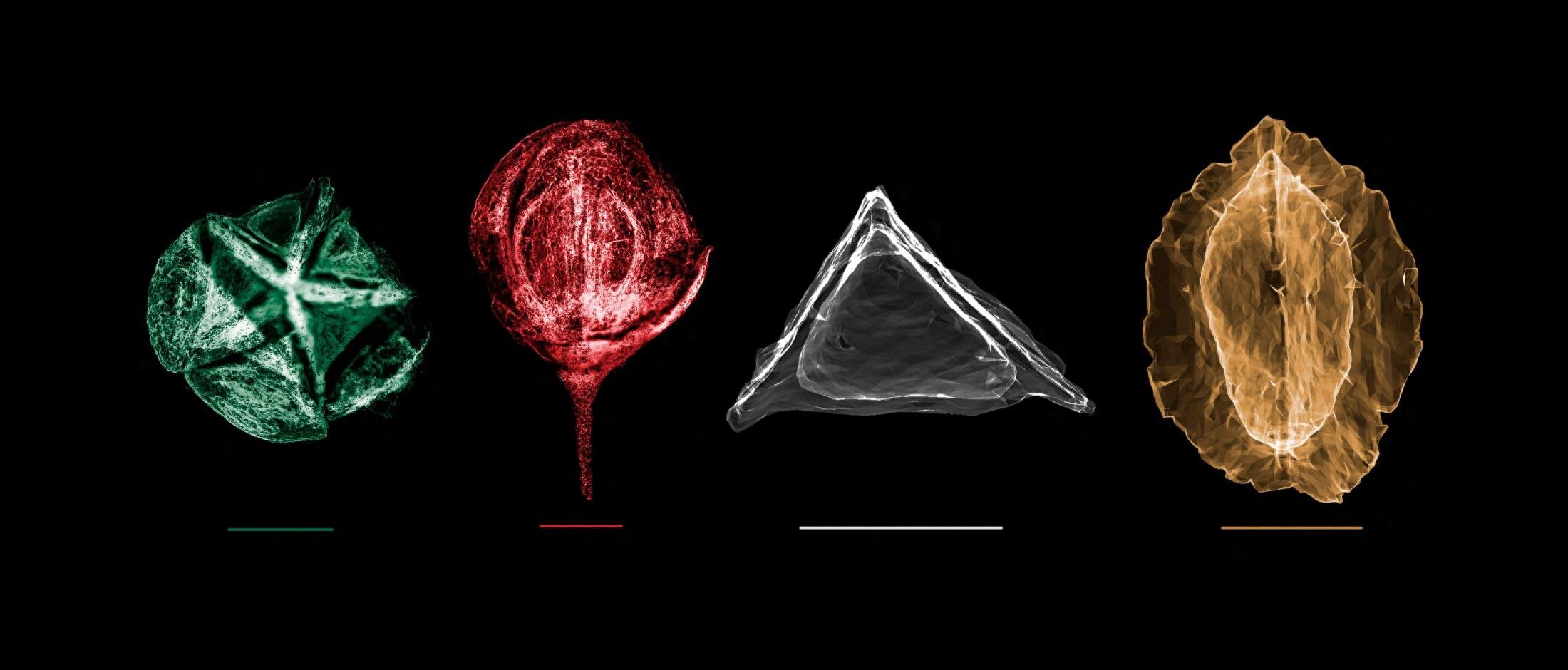 上世纪70年代在印度发现的神秘植物化石确认归属为已灭绝乳香属