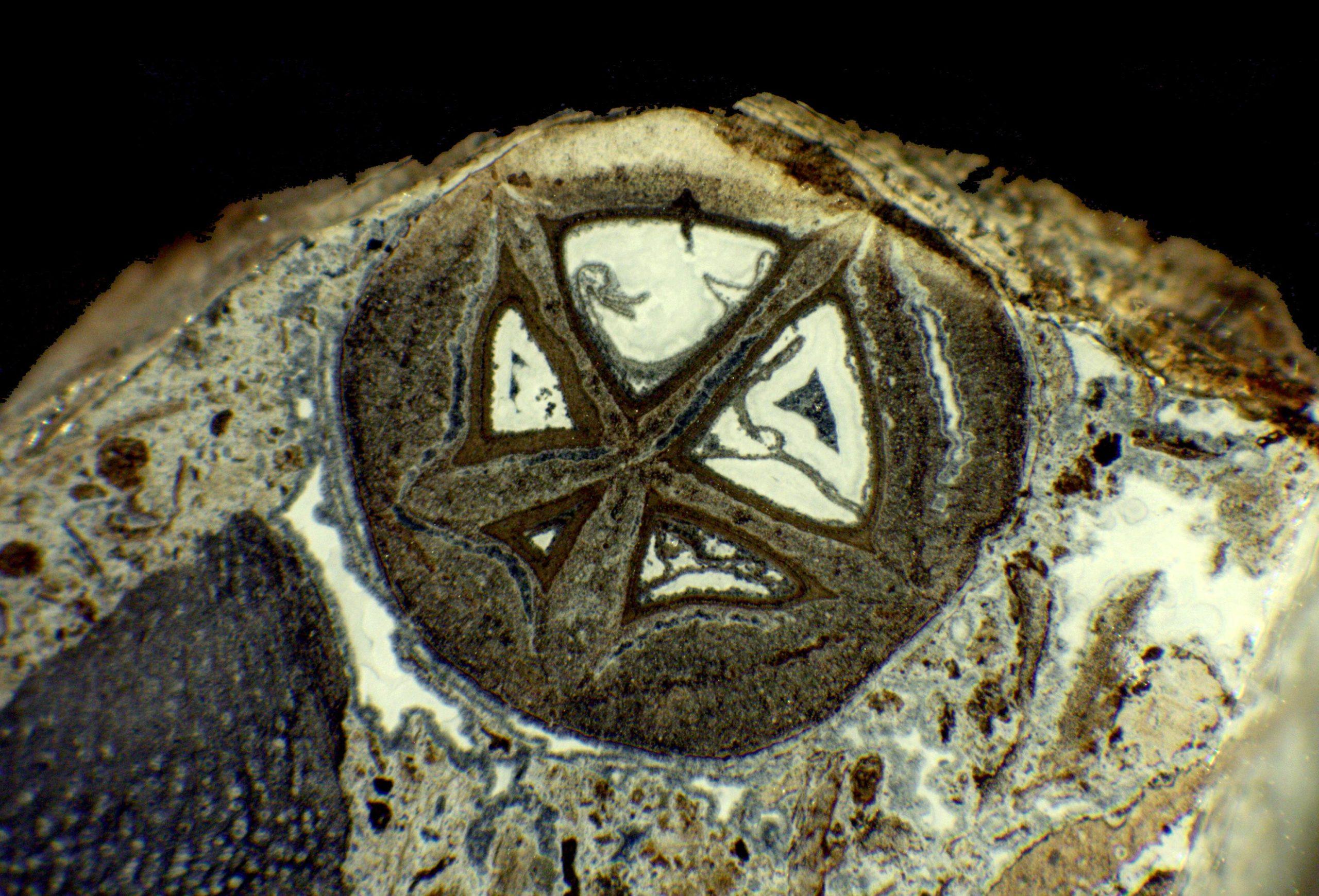 上世纪70年代在印度发现的神秘植物化石确认归属为已灭绝乳香属