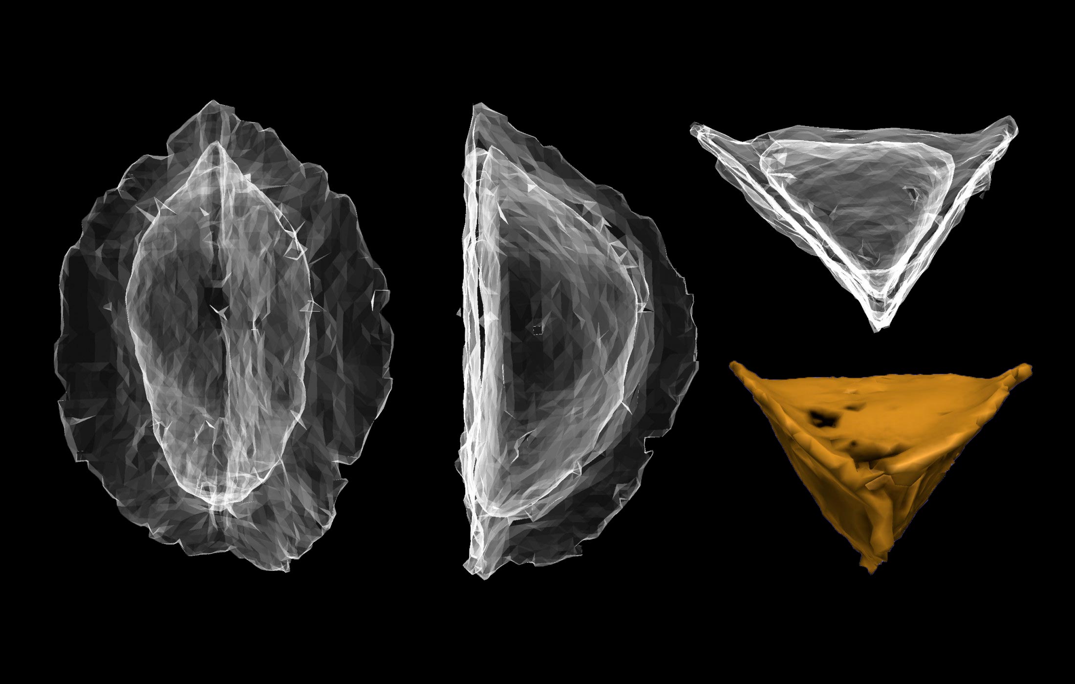 上世纪70年代在印度发现的神秘植物化石确认归属为已灭绝乳香属