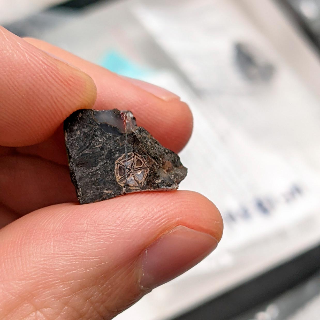 上世纪70年代在印度发现的神秘植物化石确认归属为已灭绝乳香属