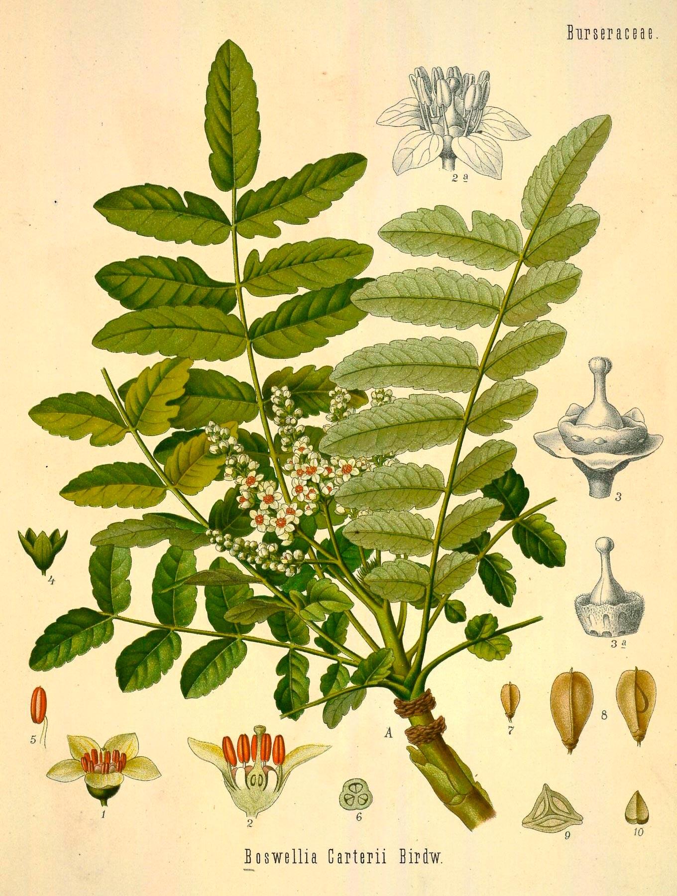 上世纪70年代在印度发现的神秘植物化石确认归属为已灭绝乳香属