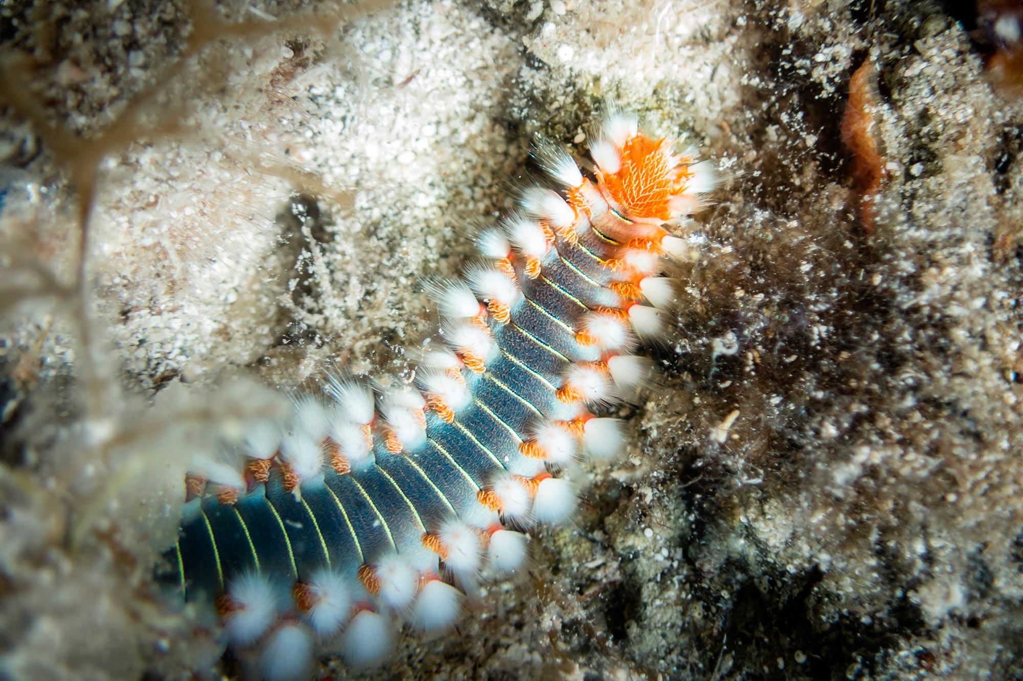 ���ڵ���ı仯��δ�ʹ����Ľ�ʳ��ʽ����ת��