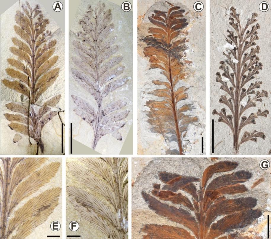 �Ⱥ�����Ⱥһ�ֶ��صİ���ާ��ֲ���·���������ʶ