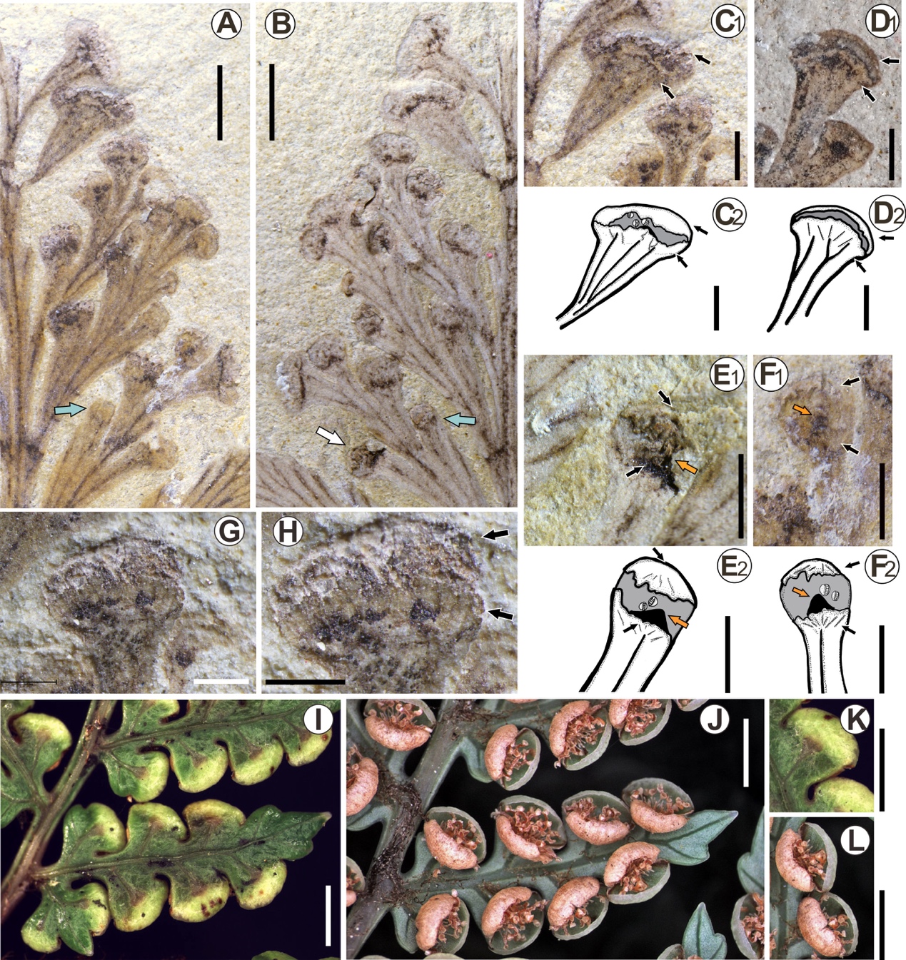 �Ⱥ�����Ⱥһ�ֶ��صİ���ާ��ֲ���·���������ʶ