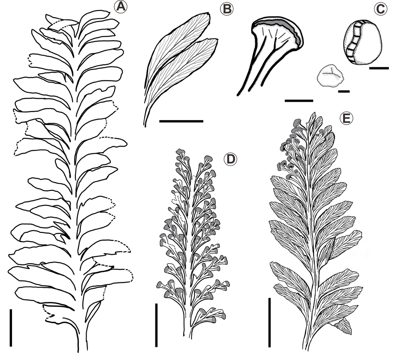 �Ⱥ�����Ⱥһ�ֶ��صİ���ާ��ֲ���·���������ʶ