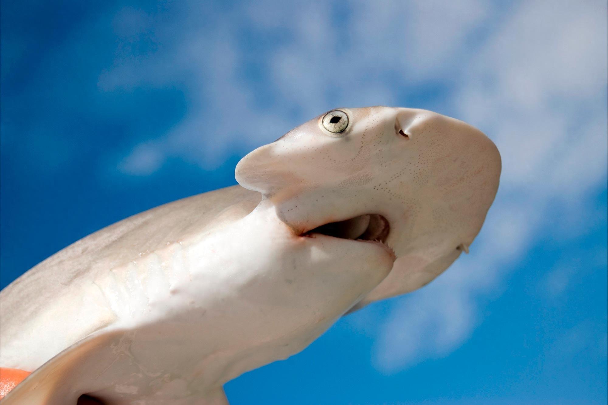 ����ר��̸��ͷ�����������ͷ�����������ԭ��