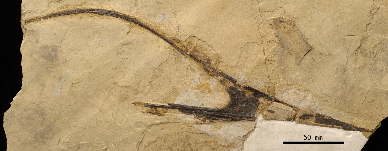 �Ⱥ�����Ⱥһ�µ����������Ѻ������������аͿ�ѧ��20���Ѻú����ļ�֤