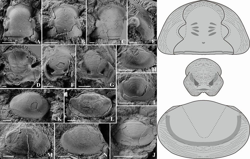 ŷ����³�˵������������Ҷ����ŵ�������ʶ