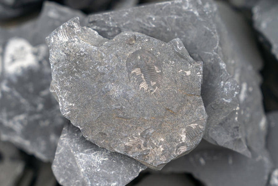 �й����ϵ�һ�����ٹ�·�ڽ���Ŀ���ط��ִ��������ﻯʯ