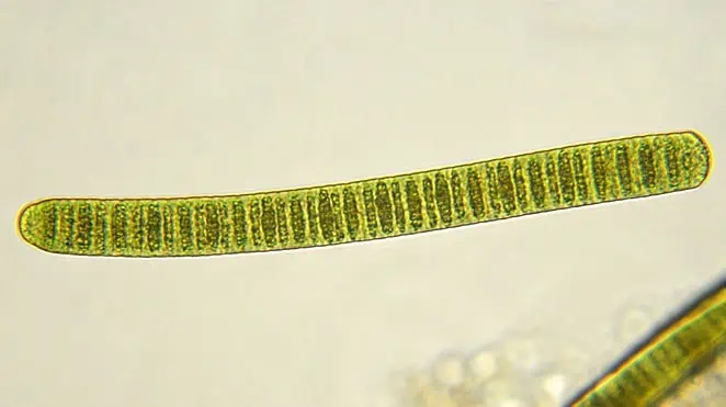 光合作用何时起源?国际最新研究在17.5亿年前微化石中发现证据