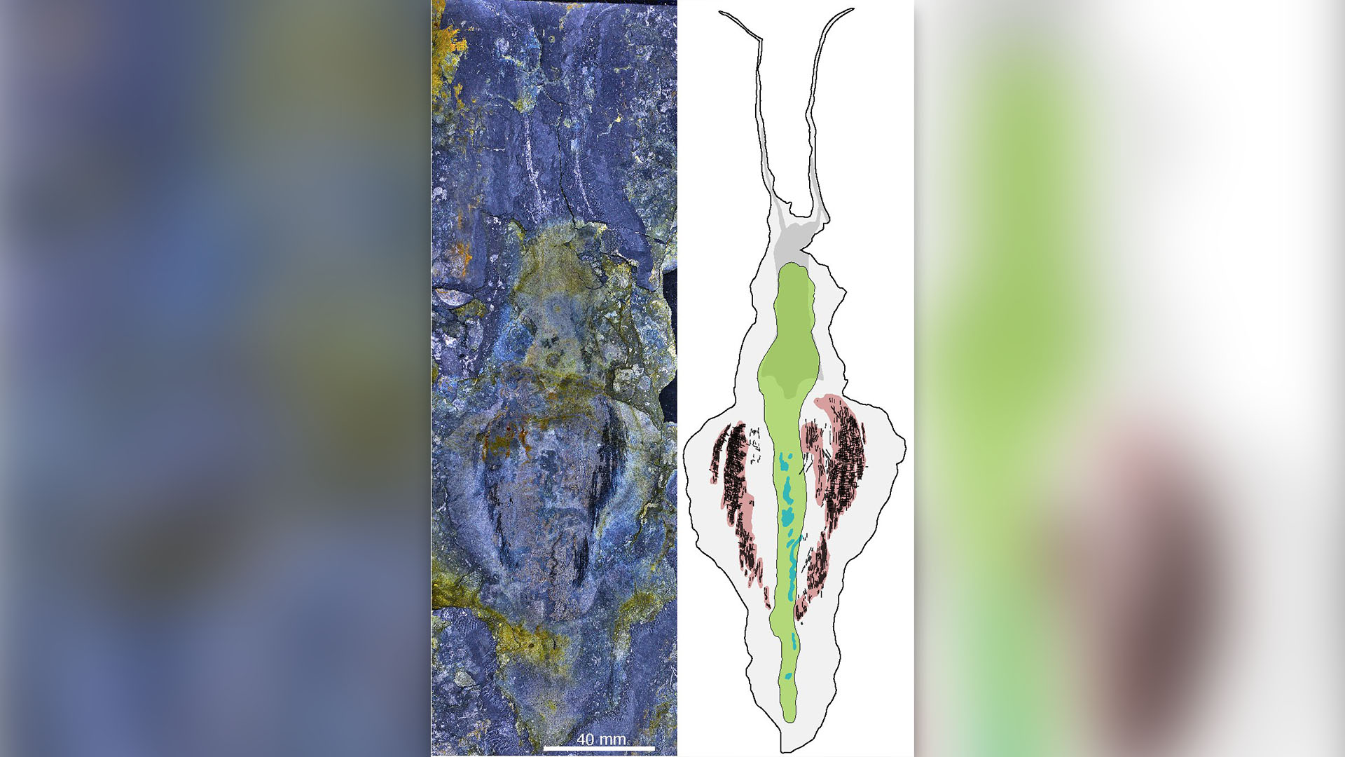 �������������ġ��ֲ�Ұ�ޡ���ʯ�Ѿ���5�ڶ������ʷ��