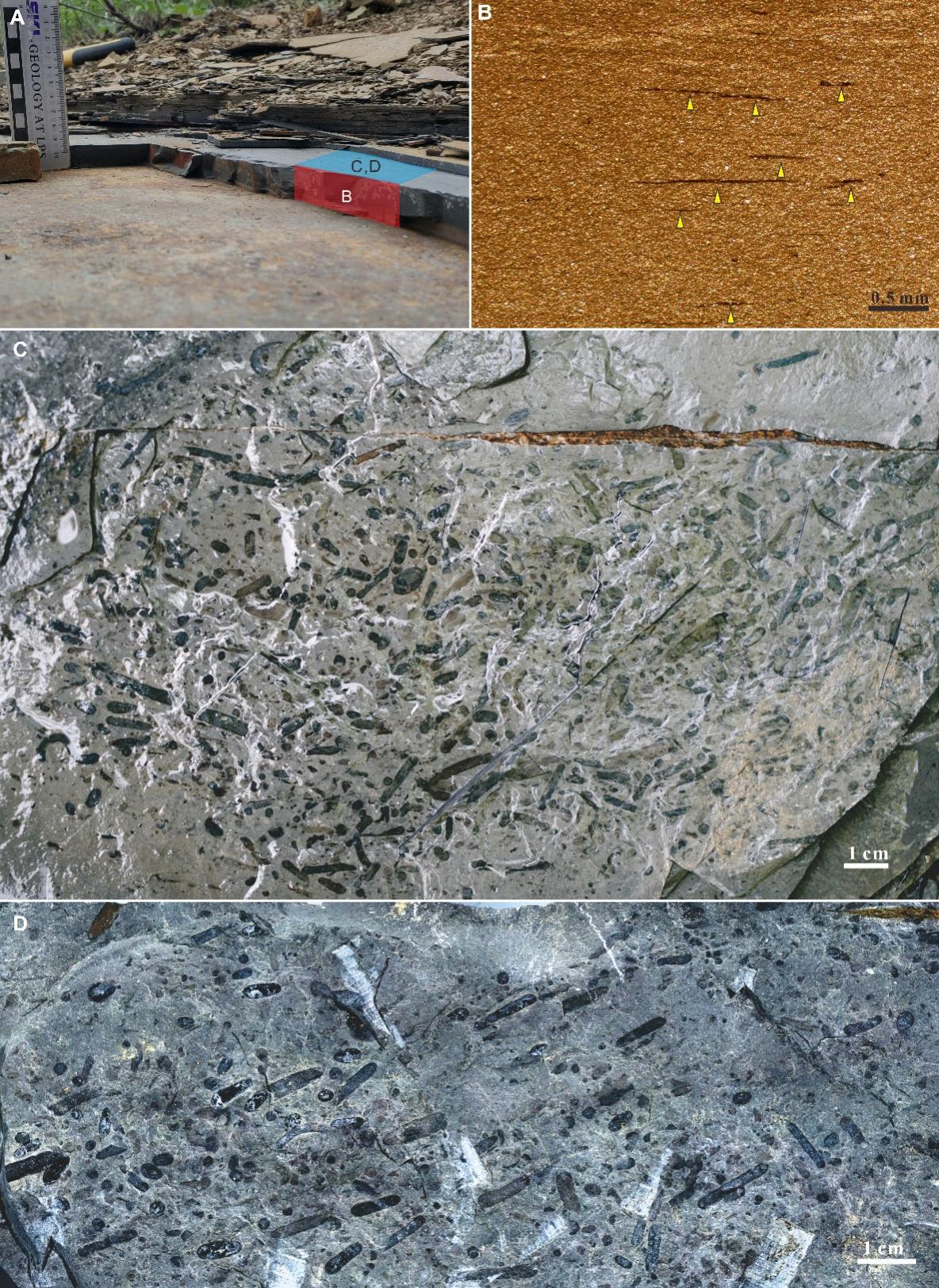 ������̨10����ǰ��������������о�ȡ���½�չ